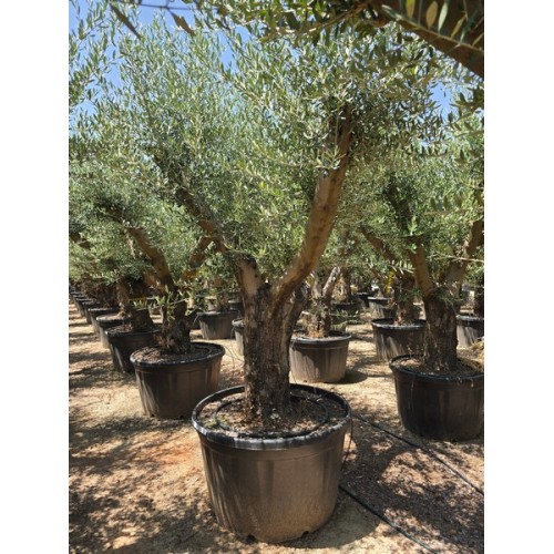 Olea tronco semi- viejo circunf. 60/80 180/230 lt 